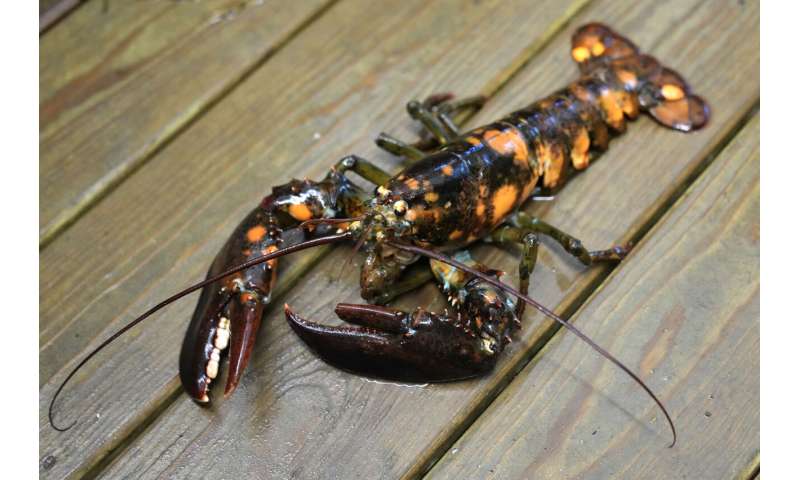 Just how rare is a rare-colored lobster? Scientists say answer could be under the shell