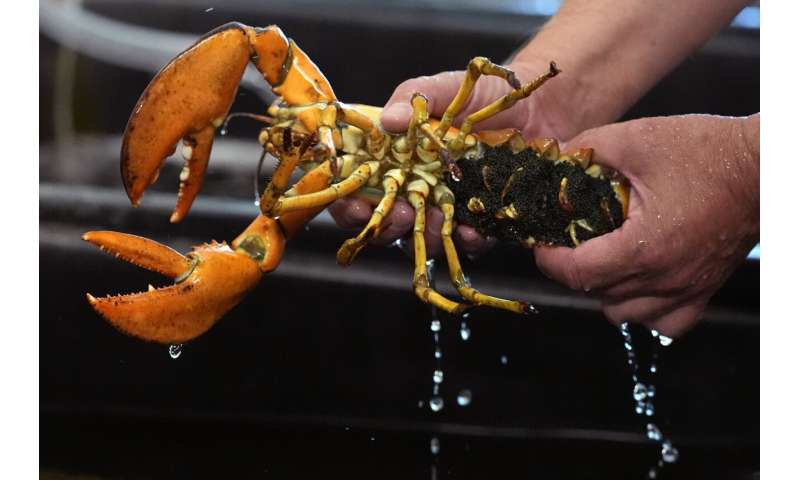 Just how rare is a rare-colored lobster? Scientists say answer could be under the shell