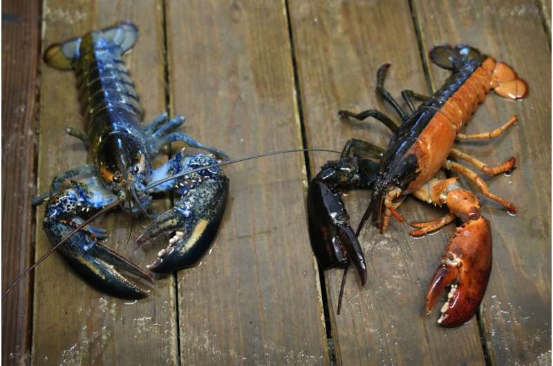 Just how rare is a rare-colored lobster? Scientists say answer could be under the shell