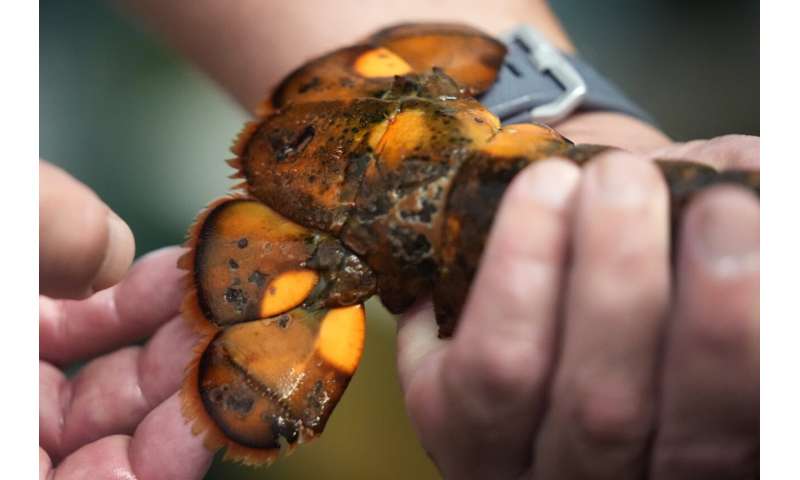 Just how rare is a rare-colored lobster? Scientists say answer could be under the shell