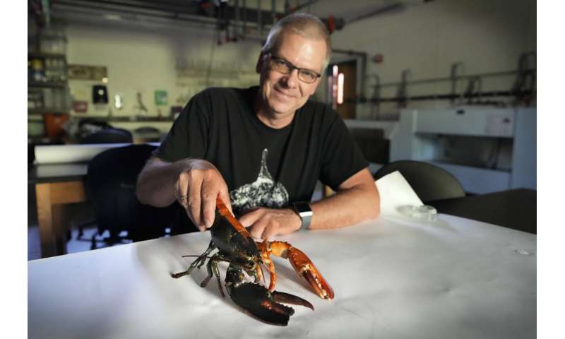 Just how rare is a rare-colored lobster? Scientists say answer could be under the shell