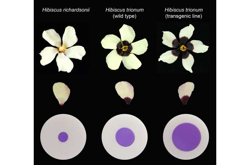 Flowers use adjustable 'paint by numbers' petal designs to attract pollinators