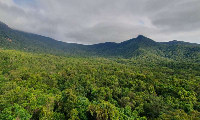 Ozone pollution reduces tropical forest growth