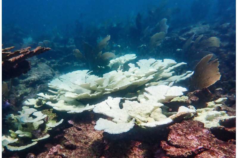 Propagated corals reveal increased resistance to bleaching across the Caribbean during the fatal heatwave of 2023