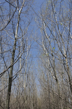Aspen trees with no leaves.