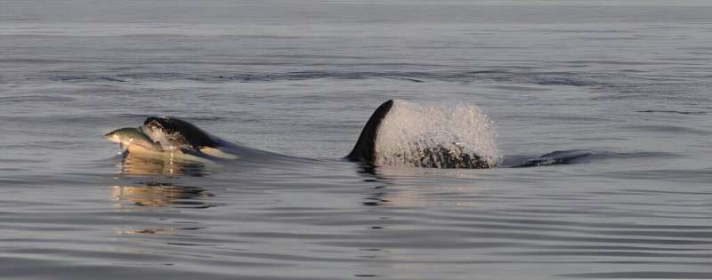 What's for dinner? Scientists unearth key clues to cuisine of resident killer whales