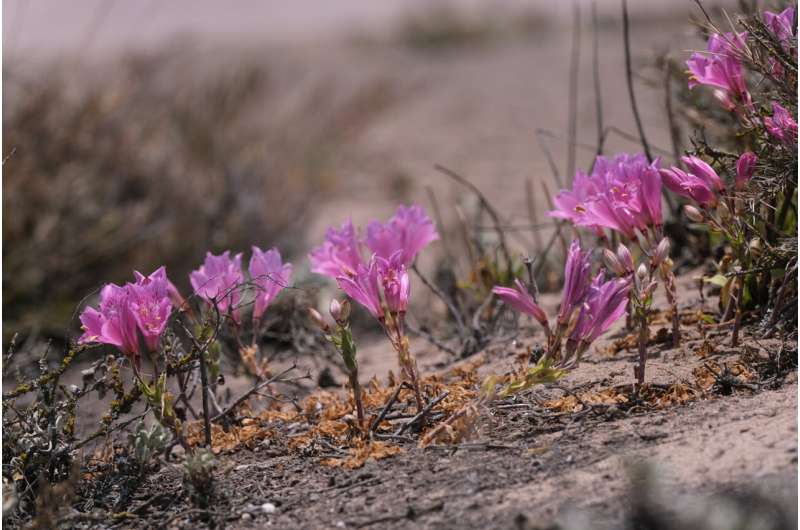 Extreme botany: Paramotorists soar across remote Peru desert to collect threatened plants