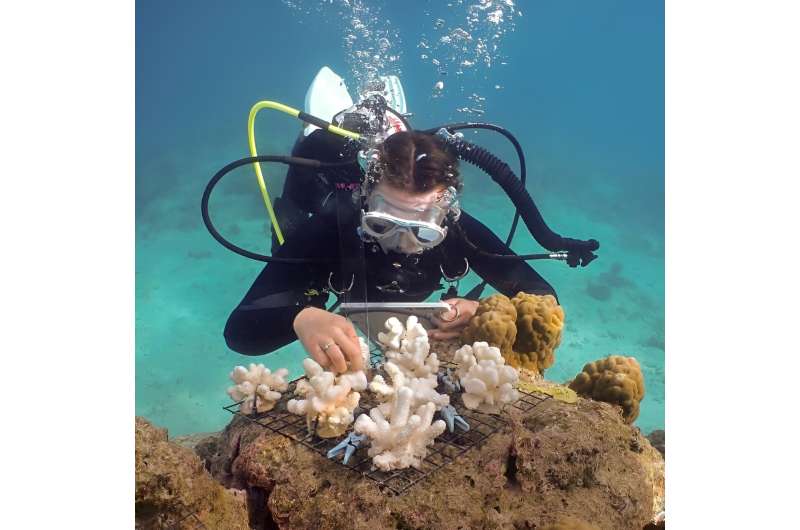 Dead coral skeletons hinder reef regeneration by sheltering seaweed