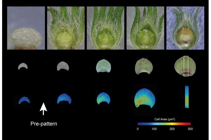 Flowers use adjustable 'paint by numbers' petal designs to attract pollinators