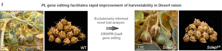 Two sets of two photos. First set shows a cluster of prickly fruits on a plant and the harvest of those prickly fruits. Second set shows the same plant with fruits but without prickles and the harvest of those prickle-free fruits.