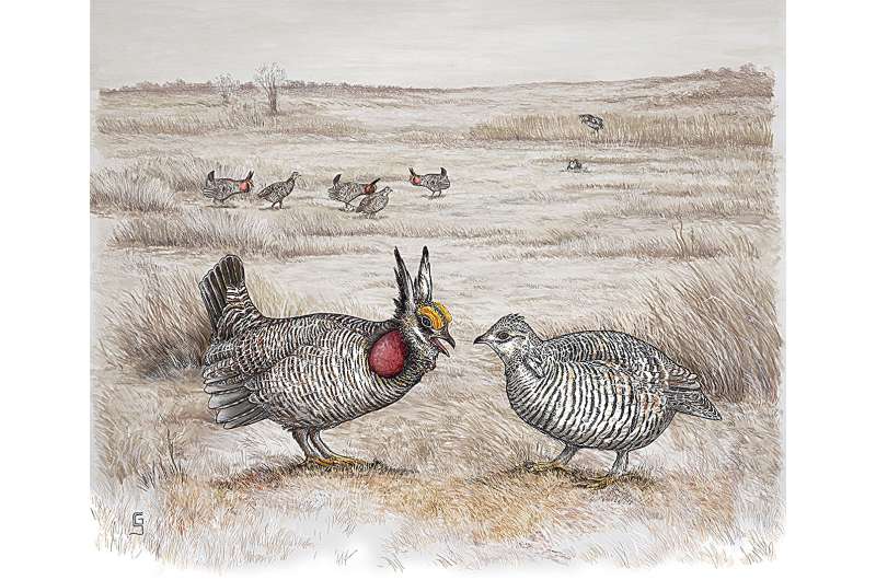 Genomic analyses of prairie chickens cast doubt on species classifications