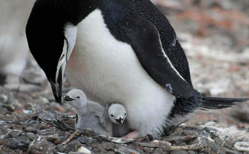 Highly-sensitive beaks could help albatrosses and penguins find their food