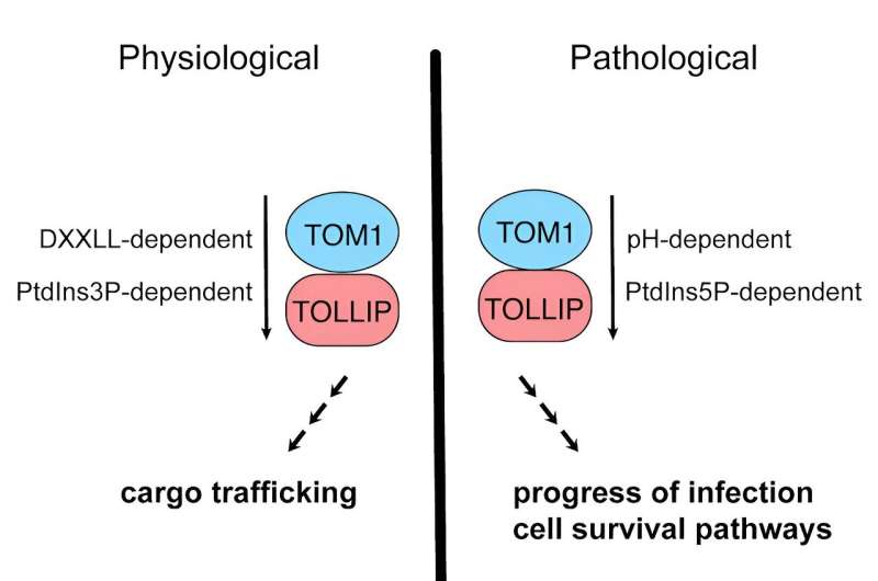 How a bacterial pathogen that causes dysentery manipulates molecular activity to assure its survival