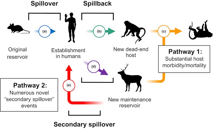 Diagram showing pathways of disease transmission between humans, an original reservoir, a new maintenance reservoir and a new dead-end host