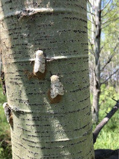 A tree with two female spongy moths laying brown egg masses.