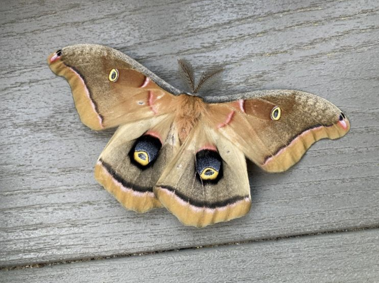 A moth with big spots on its wings.