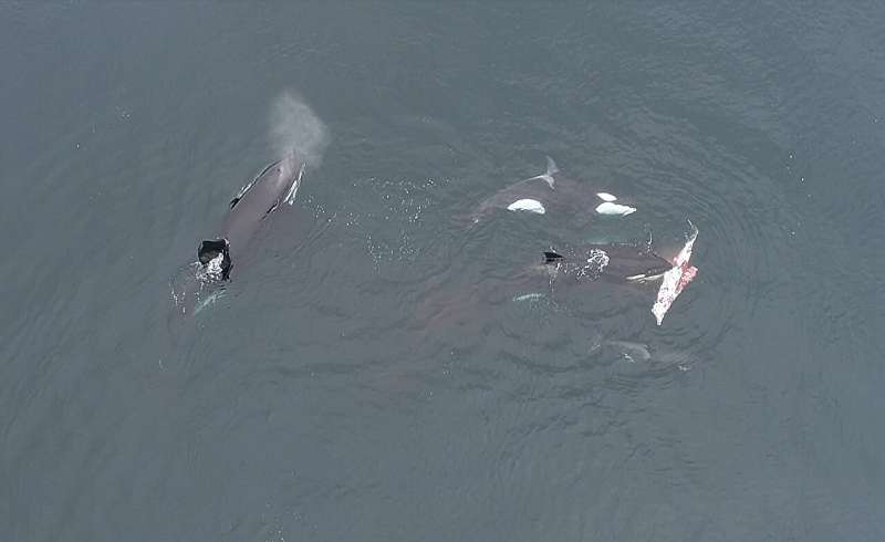 Mysterious orca group near Chile tracked down, revealing newly discovered hunting skills