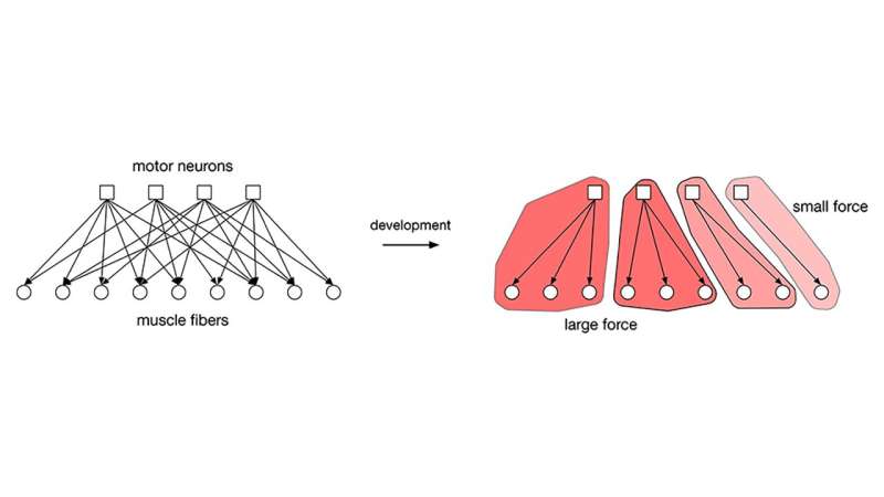 The nervous system's matchmaker