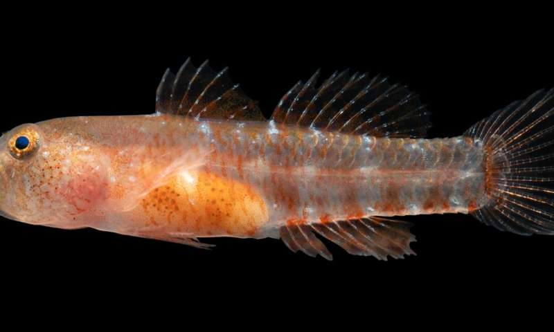 New 'grumpy' fish species discovered in the Red Sea