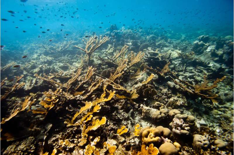 Propagated corals reveal increased resistance to bleaching across the Caribbean during the fatal heatwave of 2023