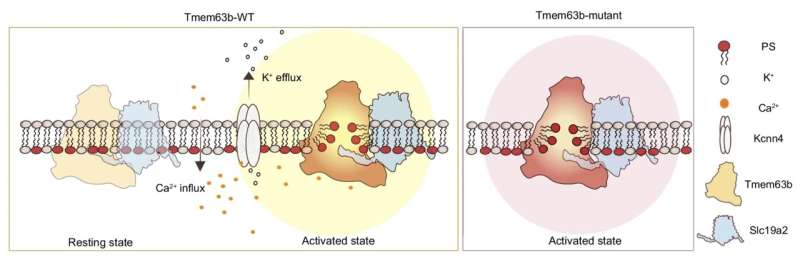 New proteins involved in regulating the cell membrane