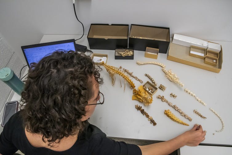 A woman with dark curly hair looks down at a desk where fossil are lined up