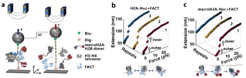 Scientists reveal FACT-mediated mechanism of macroH2A depletion and its role in macrophage function regulation