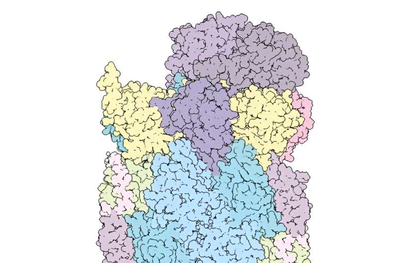 Structural basis of stitched-together protein complexes that recycle most proteins in cells