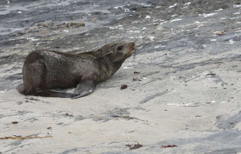 Scientists in South Africa say they have identified the first known outbreak of rabies in seals