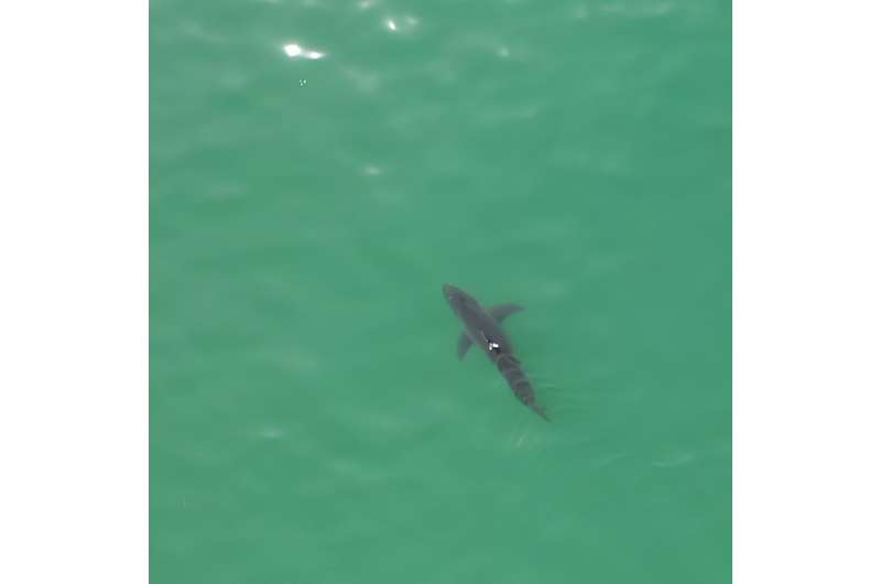 Scientists use drones to track white sharks along California beaches