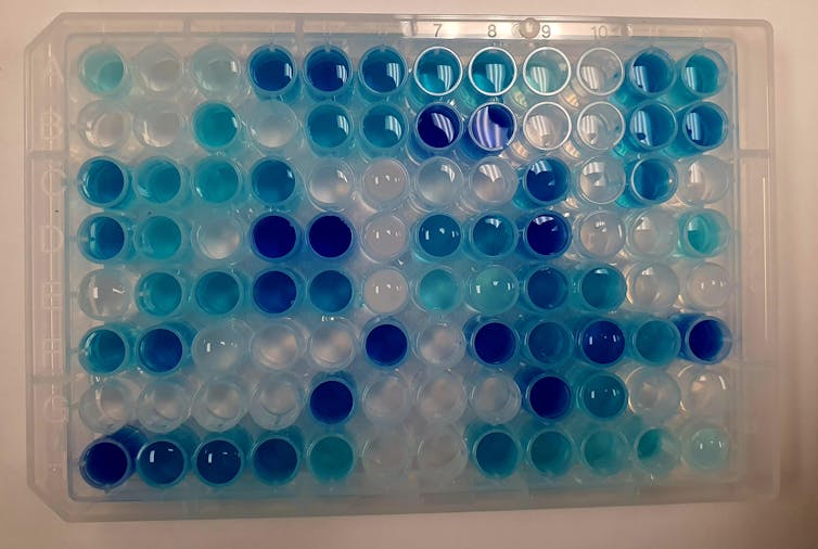 A plate of tiny tubes, with some colored dark blue, others light blue, and others transparent.