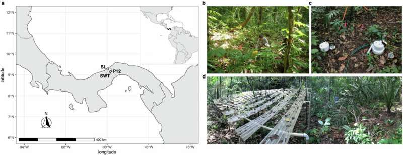 Tropical forests face increased soil carbon loss due to climate change