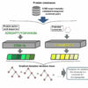 A new AI model can predict substrate movement into and out of cells