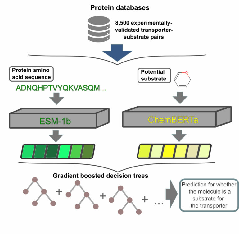 A new AI model can predict substrate movement into and out of cells