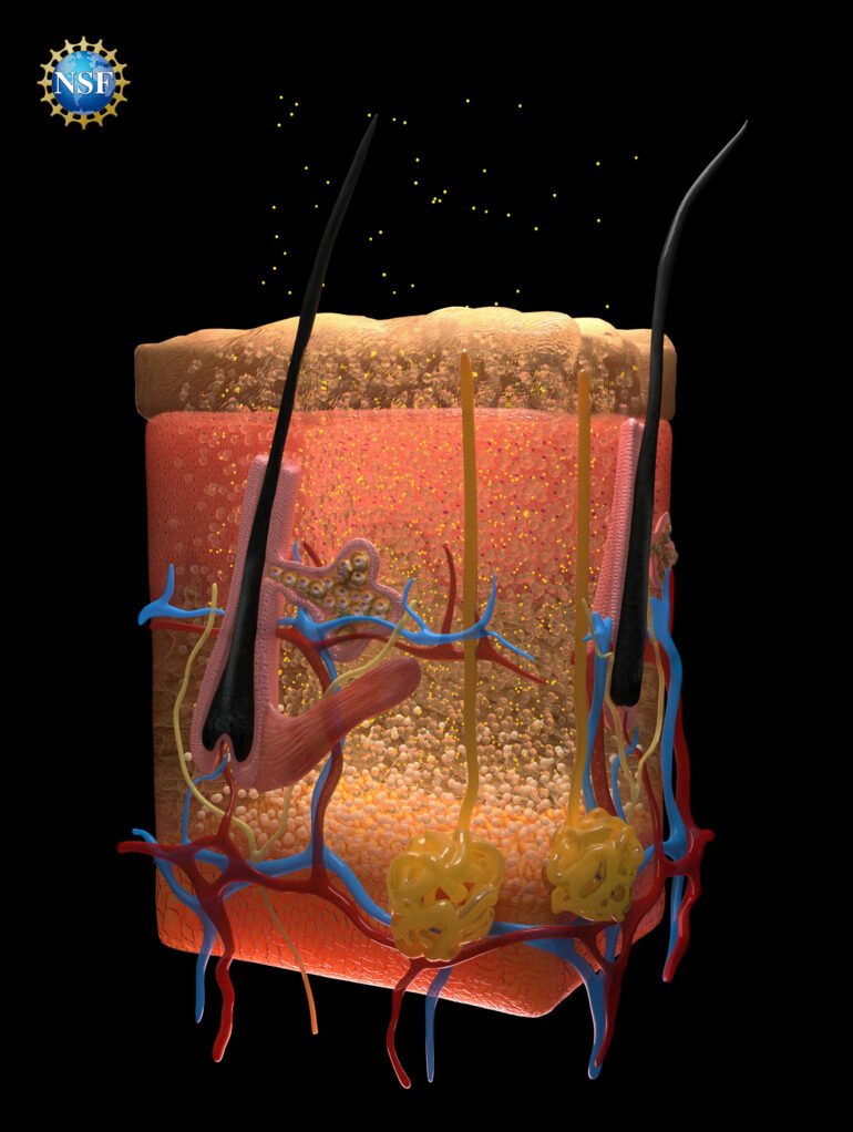 A window into the body: New technique makes skin invisible