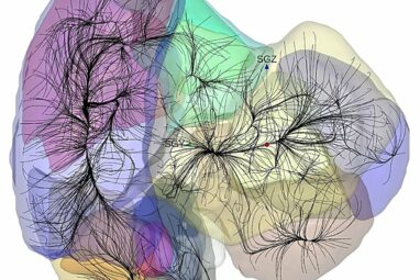 Advanced data shed light on gravitational basins of attraction ...