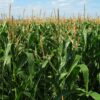 An unexpected protein connection in maize growth and defense could ...