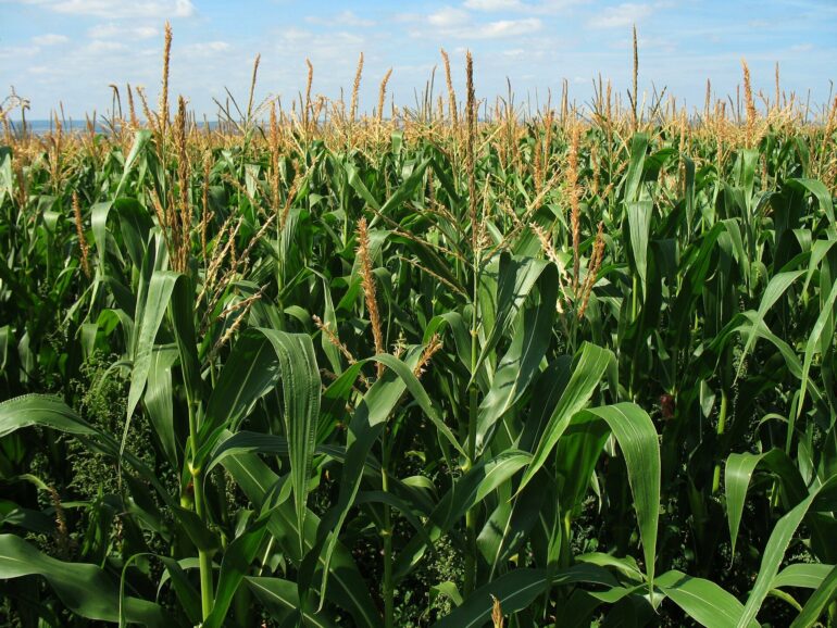 An unexpected protein connection in maize growth and defense could ...