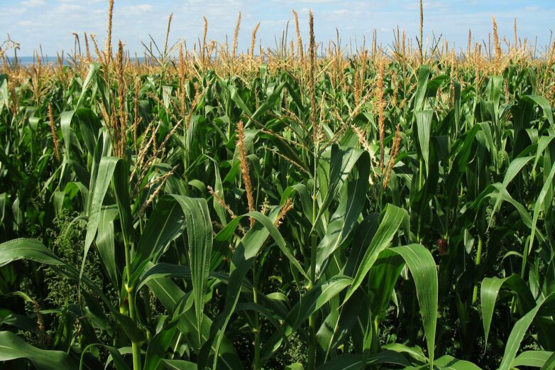 An unexpected protein connection in maize growth and defense could ...