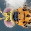 Another new wasp species discovered by researchers