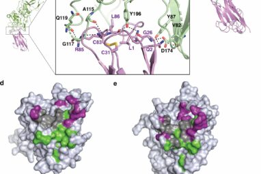 Antibody-like molecule shows promise for broad-spectrum malaria ...