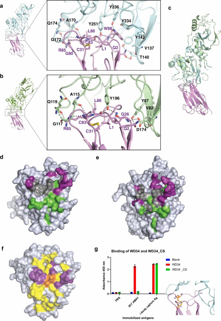 Antibody-like molecule shows promise for broad-spectrum malaria ...