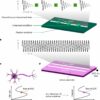 Axon-mimicking materials show promise for more efficient computing