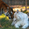 Can captive tigers be part of the effort to save wild populations?