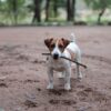 Why Is Your Dog Obsessed With Playing Fetch? - PetHelpful