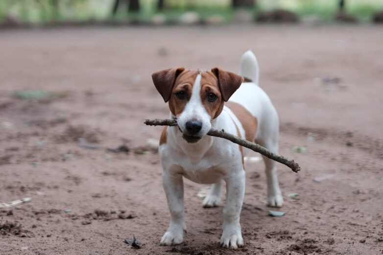 Why Is Your Dog Obsessed With Playing Fetch? - PetHelpful