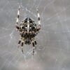 City light pollution is shrinking spiders' brains, new study finds