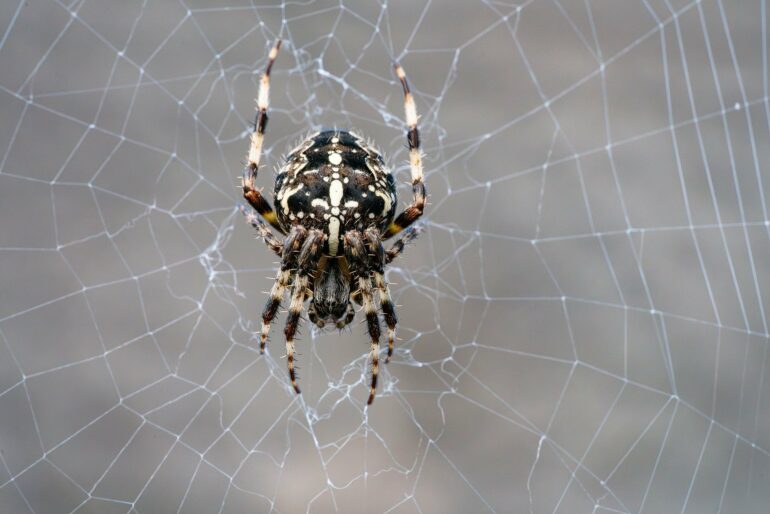 City light pollution is shrinking spiders' brains, new study finds