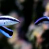 The Surprising Self-Awareness of Fish Revealed in Mirror Study