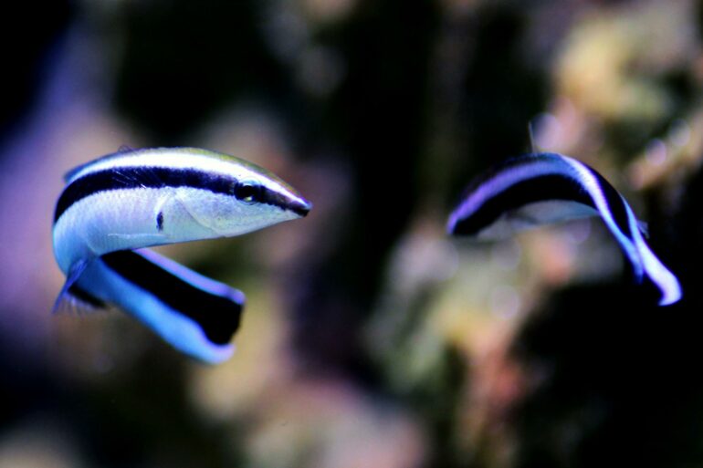 The Surprising Self-Awareness of Fish Revealed in Mirror Study